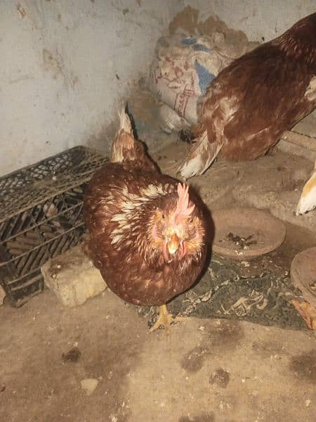 lohman brown hen's for sale 2