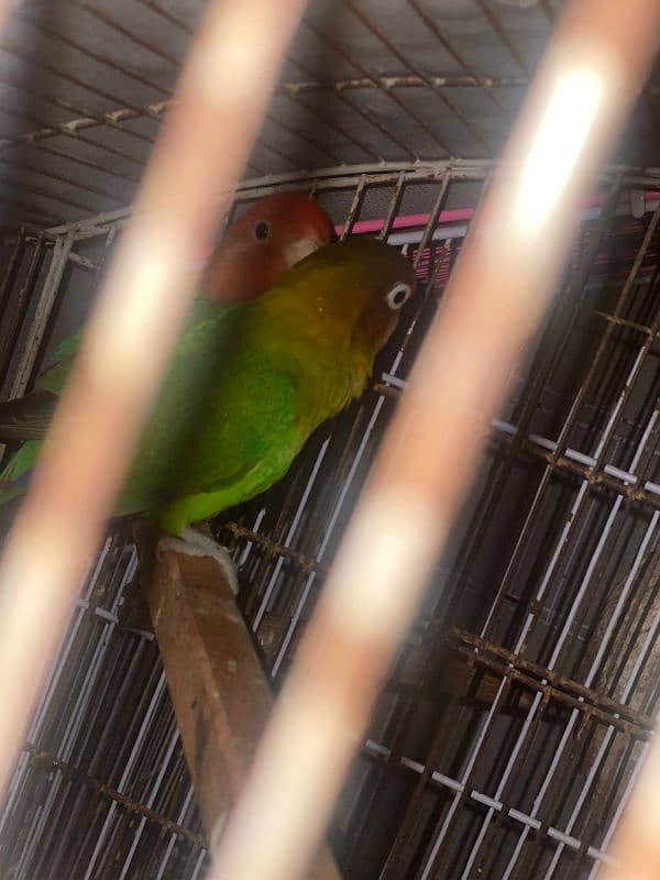 active pair green apline and fisher love bird 0