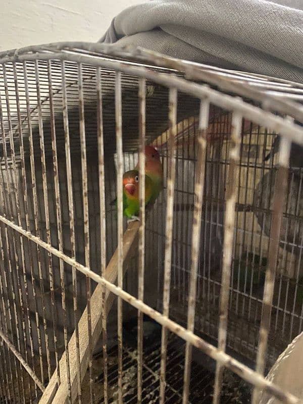 active pair green apline and fisher love bird 1