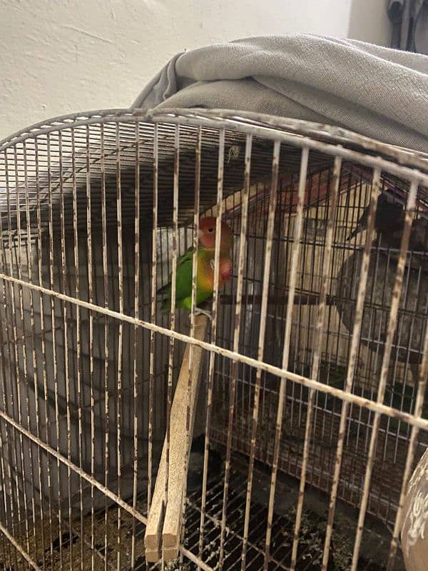 active pair green apline and fisher love bird 2