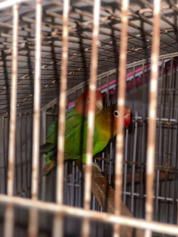 active pair green apline and fisher love bird 3