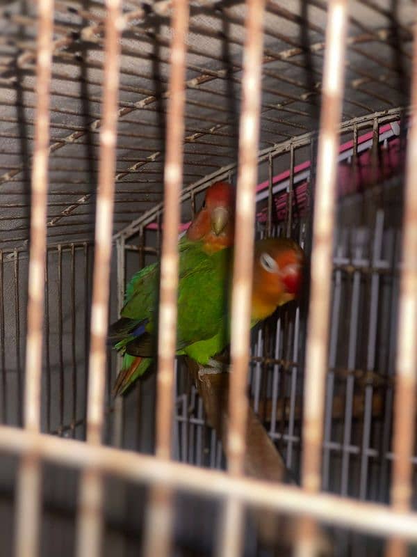 active pair green apline and fisher love bird 4