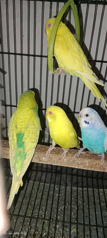 Australian | doves | dove bird | budgie | bajri 2