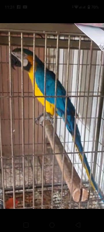 Blue N Gold Macaw female  Grey Parrot Female 0