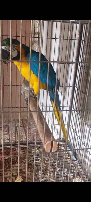 Blue N Gold Macaw female  Grey Parrot Female 1