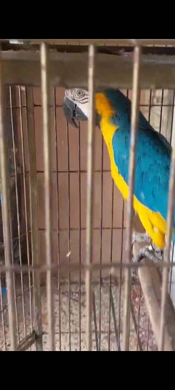 Blue N Gold Macaw female  Grey Parrot Female 2