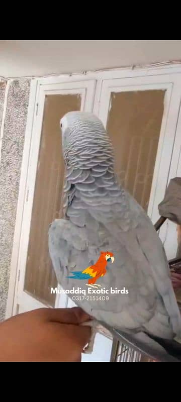 Blue N Gold Macaw female  Grey Parrot Female 3