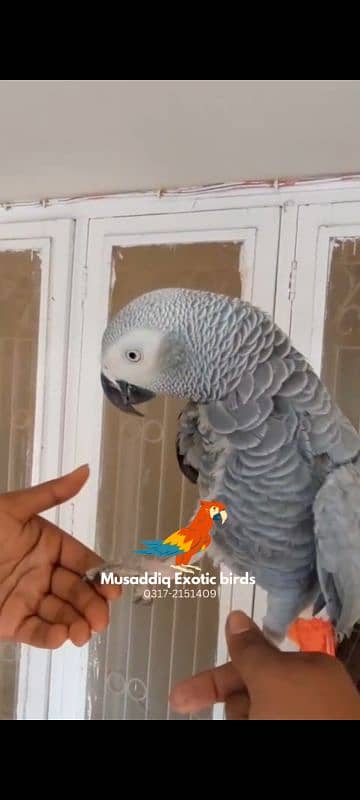 Blue N Gold Macaw female  Grey Parrot Female 4