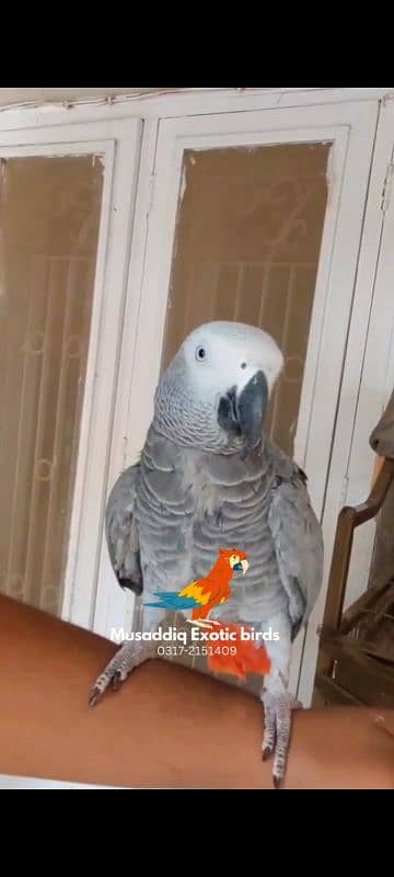 Blue N Gold Macaw female  Grey Parrot Female 5