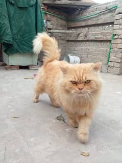 Persian Brown cat long hair