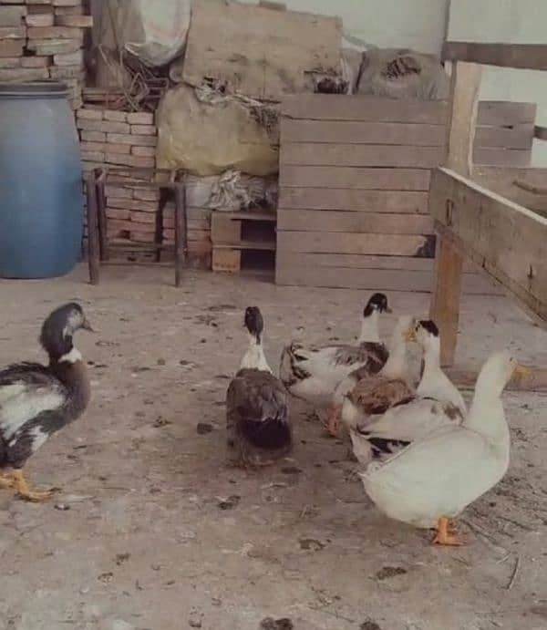 Egg Laying Ducks For Sale 0