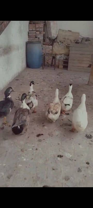 Egg Laying Ducks For Sale 1