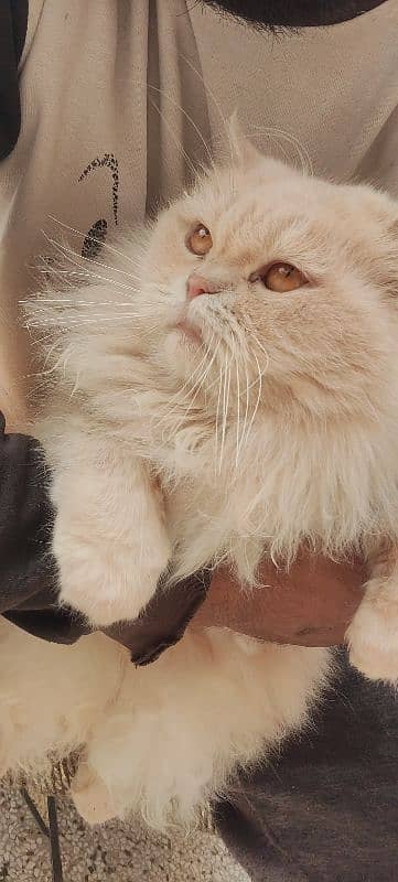 Persian Female cat for sale 0