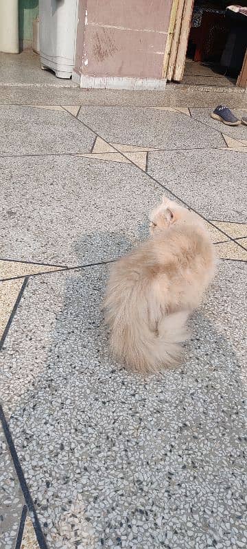 Persian Female cat for sale 1