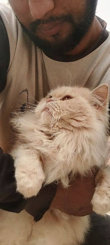 Persian Female cat for sale 2