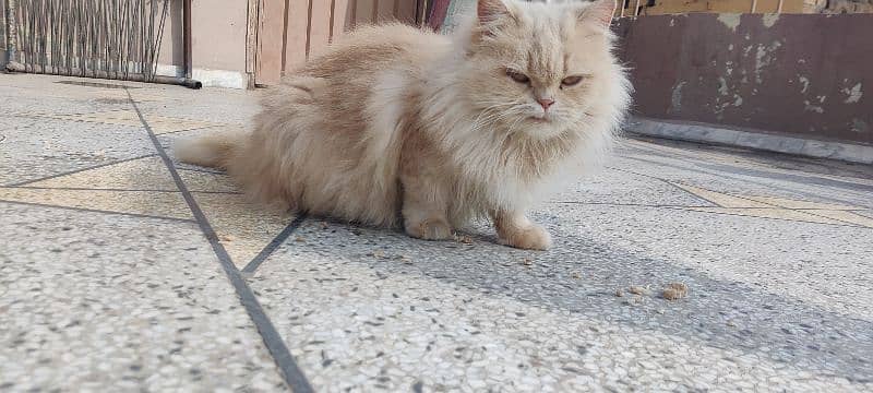 Persian Female cat for sale 3