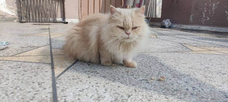 Persian Female cat for sale 4