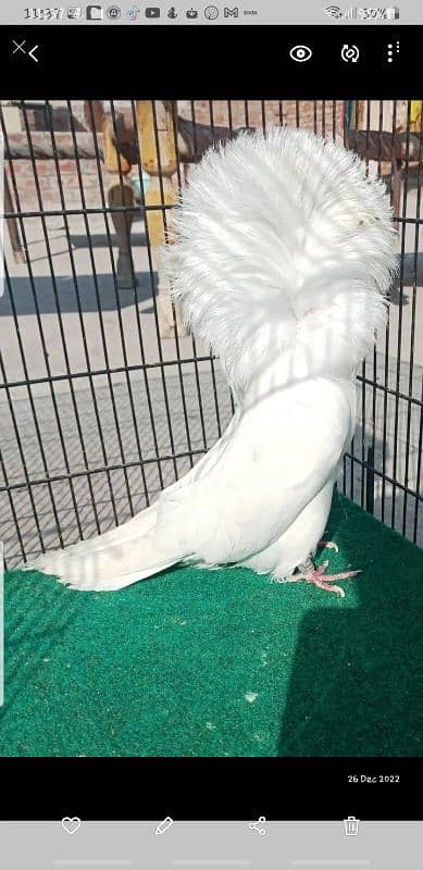 Top Quality Fancy pigeons 0