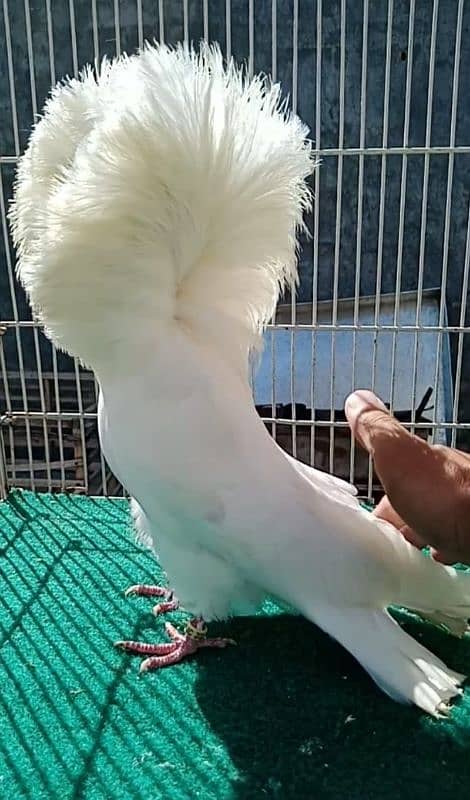 Top Quality Fancy pigeons 1