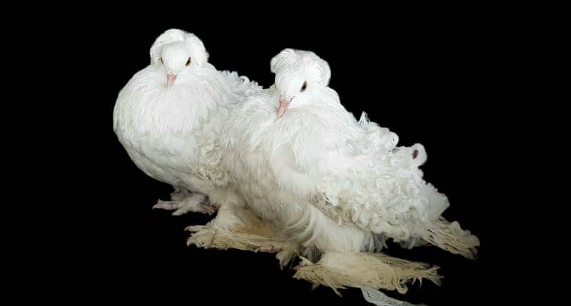 Top Quality Fancy pigeons 2