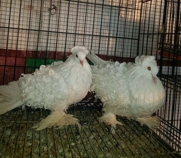 Top Quality Fancy pigeons 4