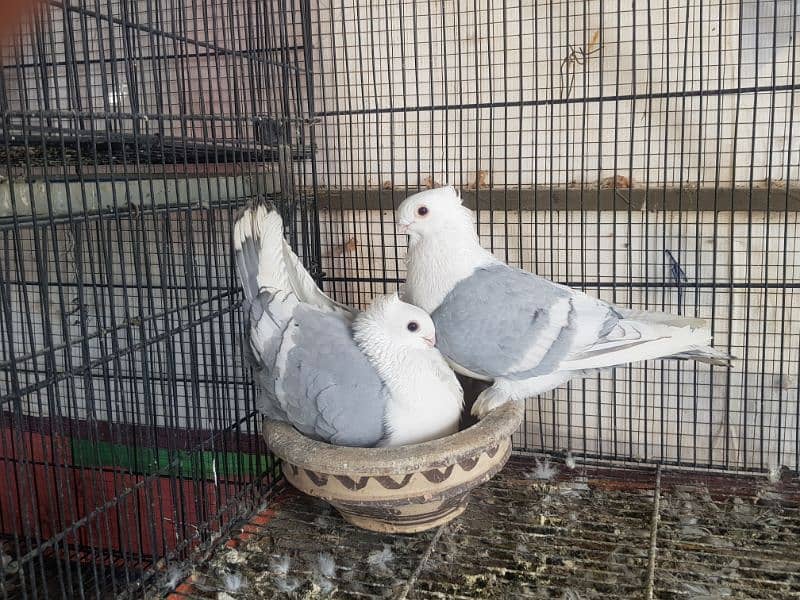 Top Quality Fancy pigeons 5