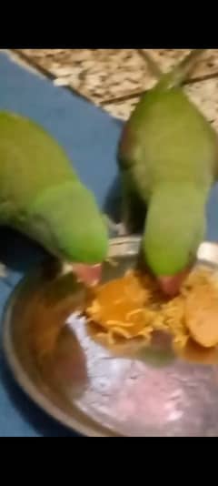 Kashmiri raw parrot