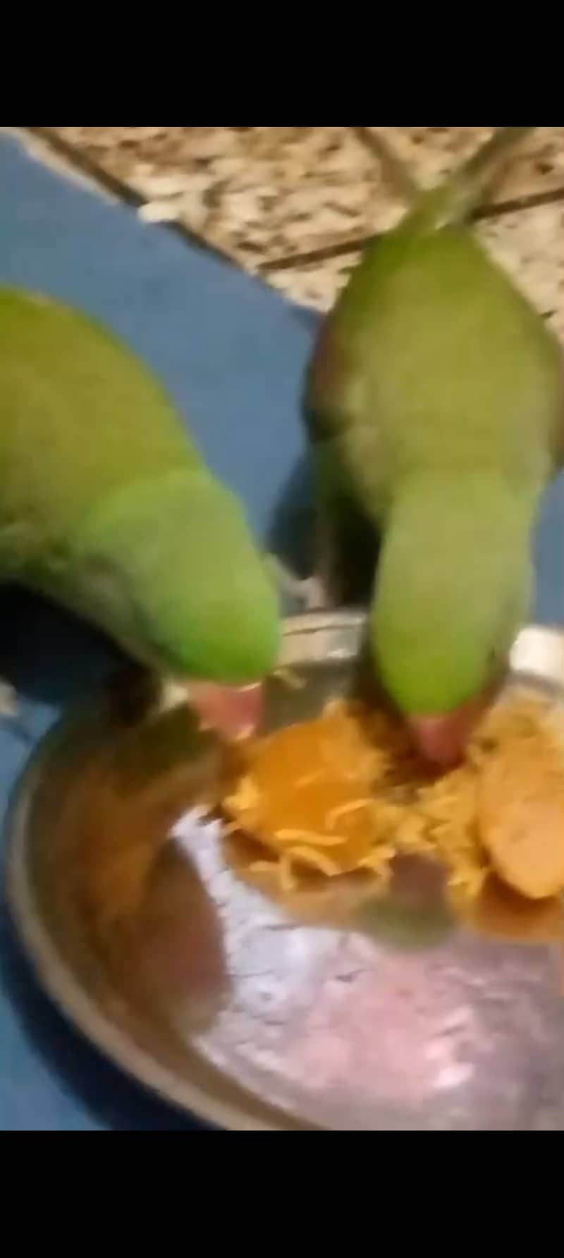 Kashmiri raw parrot 0