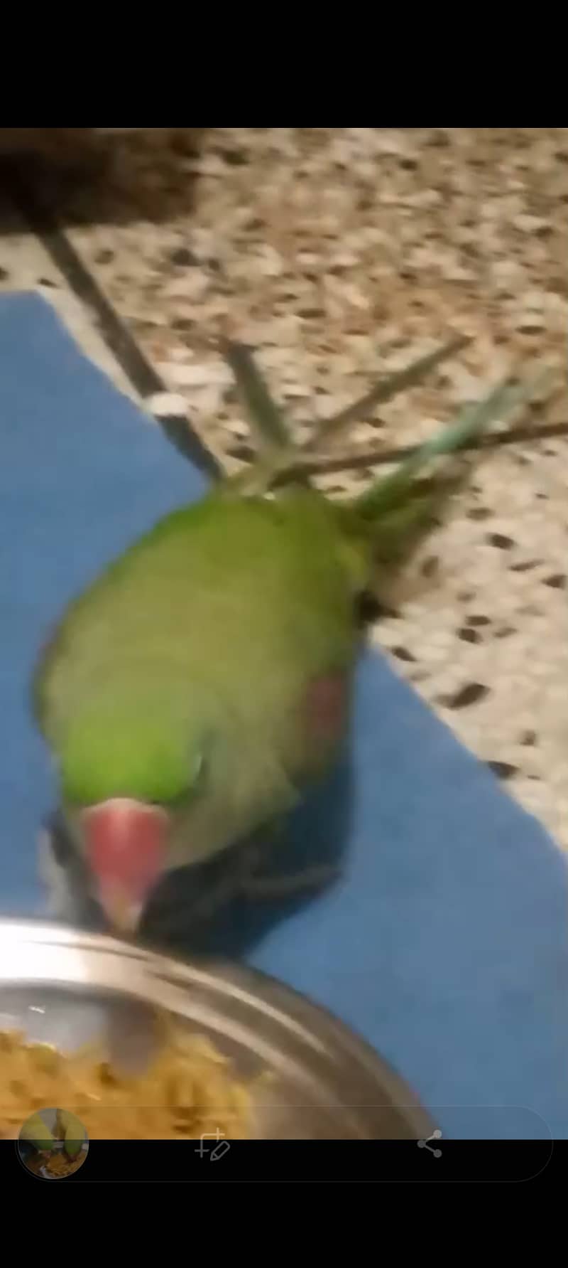 Kashmiri raw parrot 1