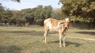 Cow for sell 16 month age