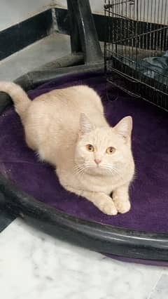 British shorthair cat in beige color