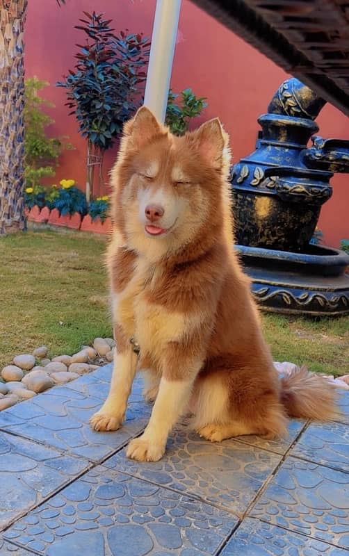 Agouti Husky Female 1