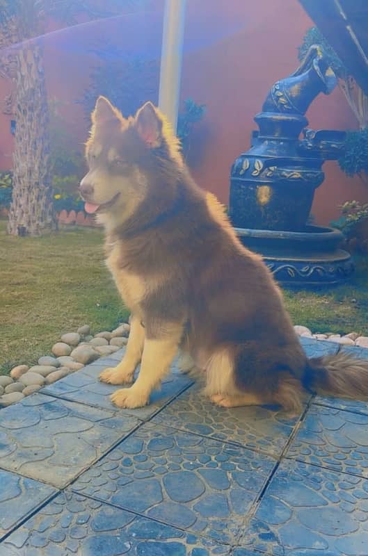 Agouti Husky Female 2