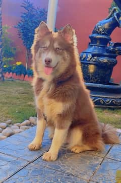 Agouti Husky Female Exchange possible with Exotic Parrots