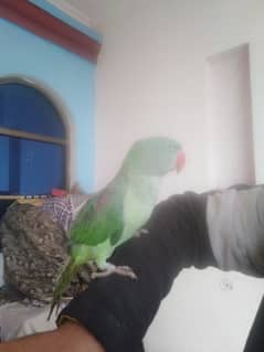 parrot