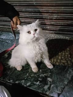 Snow White male cat Persian