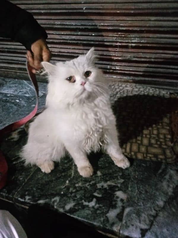 Snow White male cat Persian 0