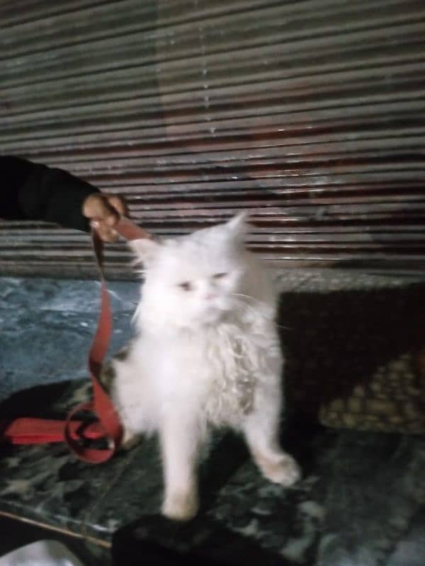 Snow White male cat Persian 2