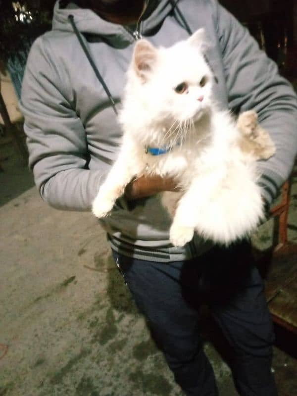 Snow White male cat Persian 3