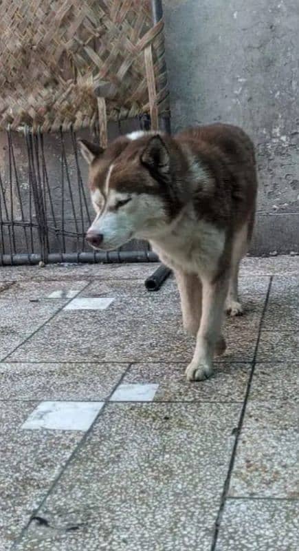 Husky For Sale 3