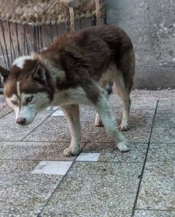 Husky For Sale 6