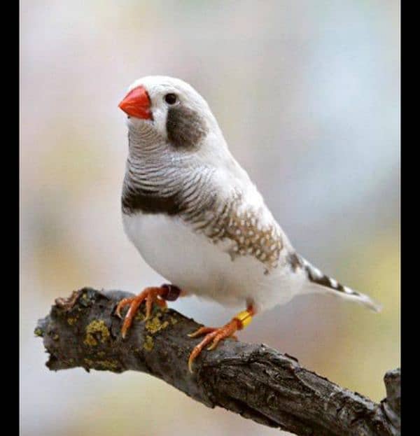 zebra Finch available for sale in lahore 500 per peice 0