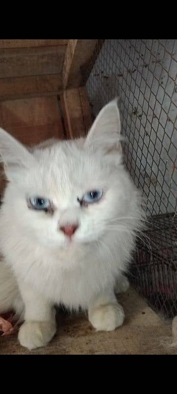 high quality female and male Persian breeder 4