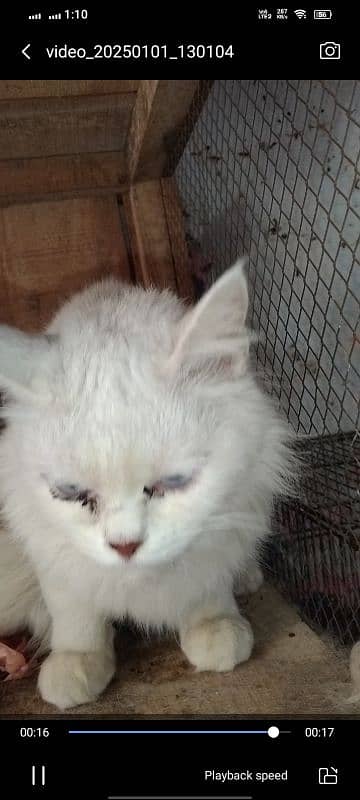 high quality female and male Persian breeder 5