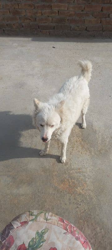 Russian Dog | 1 Years Old | 9