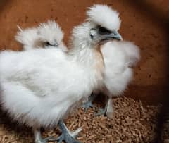 Silkie, molted bantam, golden buff, white buff, polish, Japanese