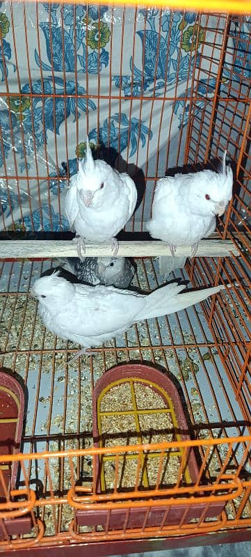 Cockatiel Lovebirds Chicks 0