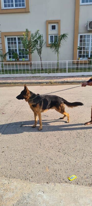 German Shepard of only 8 months 0