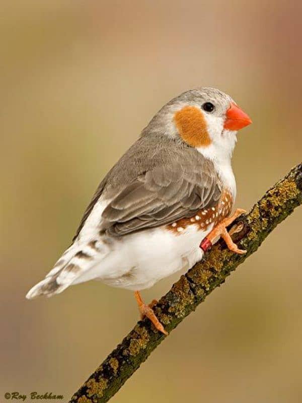 zebra finches available 600 per peice 0