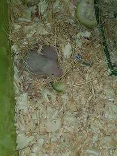 Cute Syrian hamsters for sale male female and 1 baby